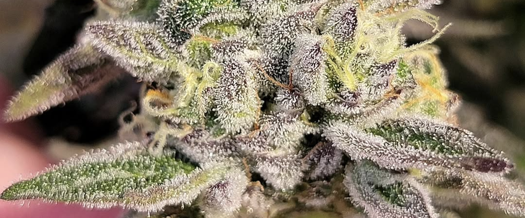 ZOYARD vs Zkittlez Kush: Full Comparison (Flavor, Effects & Genetics)