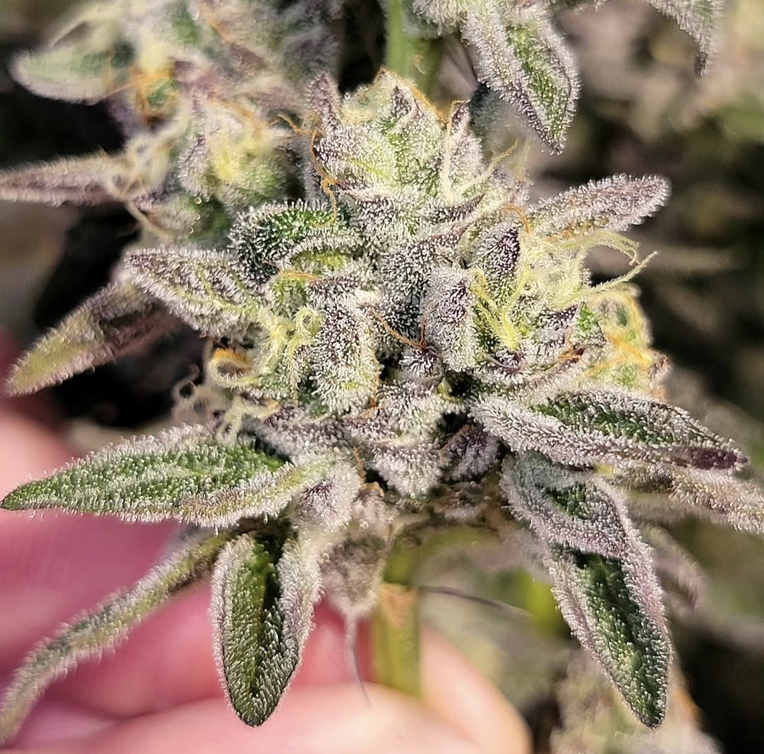 ZOYARD vs Zkittlez Kush: Full Comparison (Flavor, Effects & Genetics)