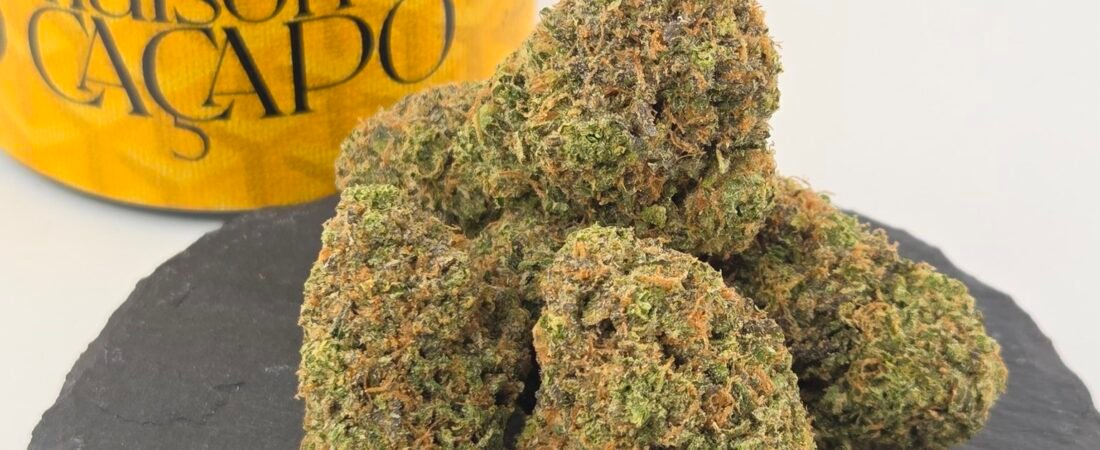 ZOYARD by Maison O Caçapo: Complete Guide to All Color Variants & Genetics