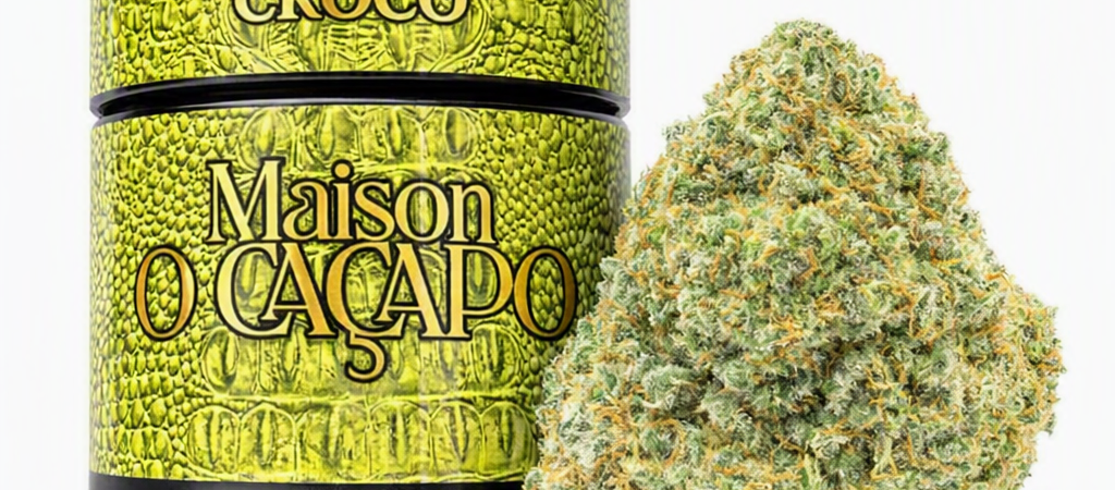 CROCO Strain Profile: Lemon Oz × Lemon Tree | Maison O Cacapo