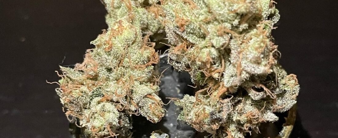 Buy Zoyard Gold Exotic Strain Online | Maison O Caçapo (2026 Guide)