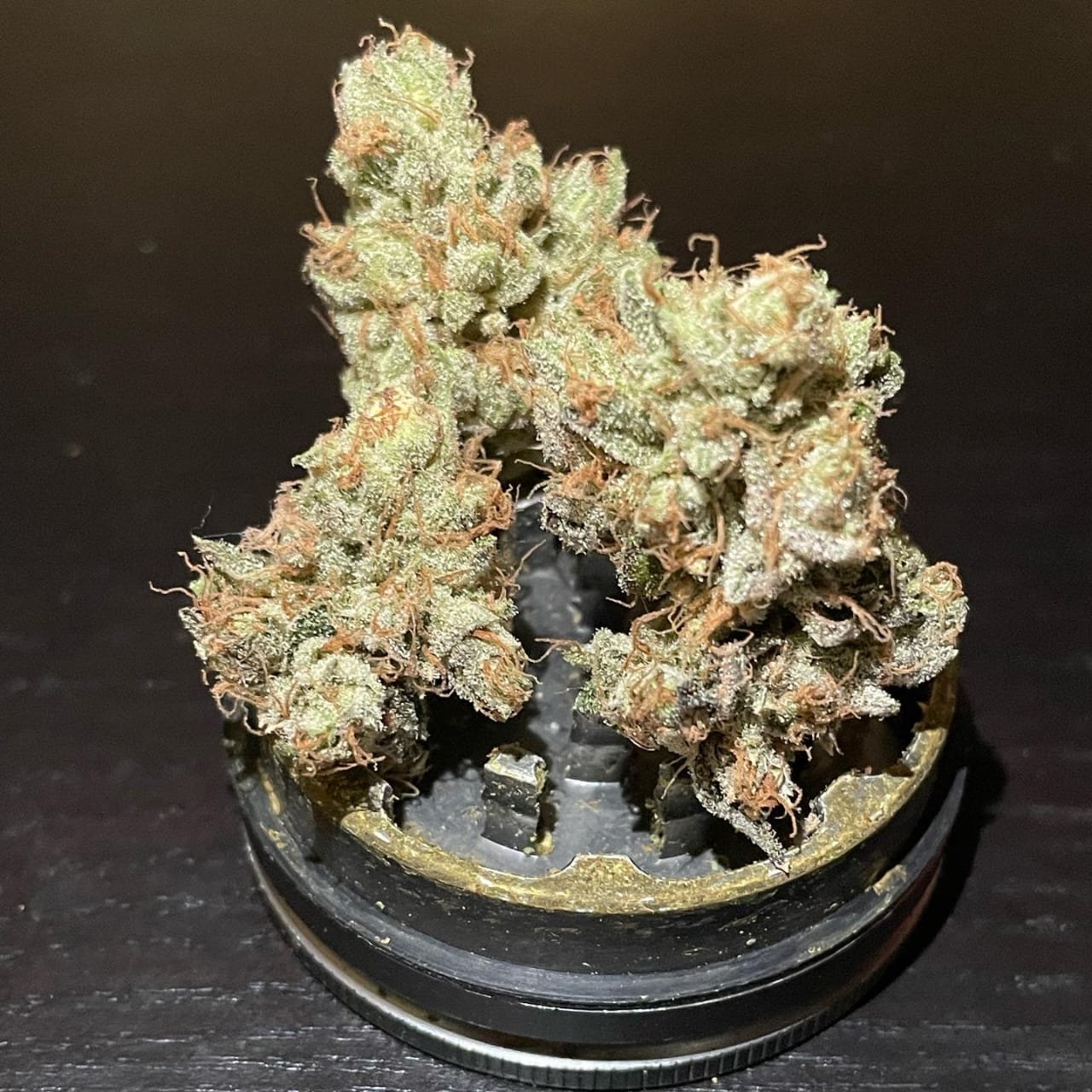 Buy Zoyard Gold Exotic Strain Online | Maison O Caçapo (2026 Guide)