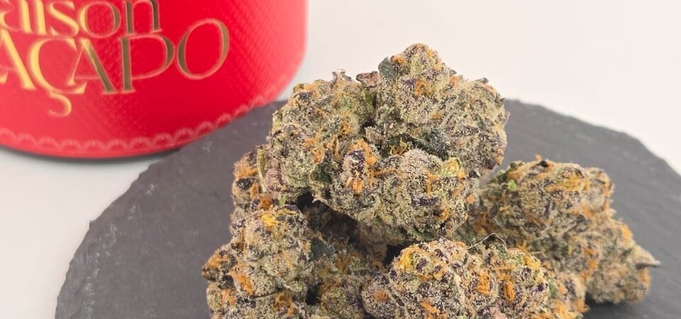 Zartier THCA: Sunset Sherbet BX2 × Permanent | Maison O Caçapo