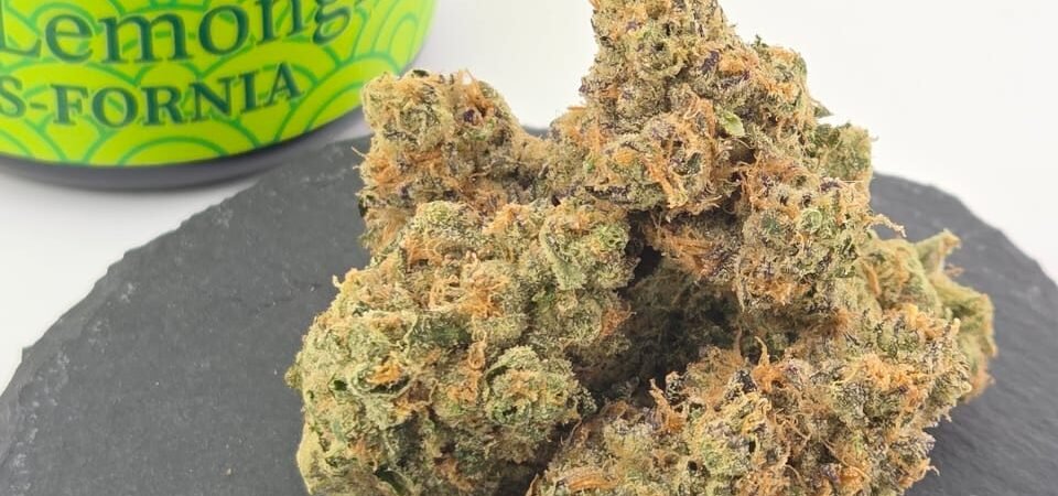 Orangiela THCa: (UK Cheese × Crumbled Lime) × Lemon OZ | Maison O Caçapo