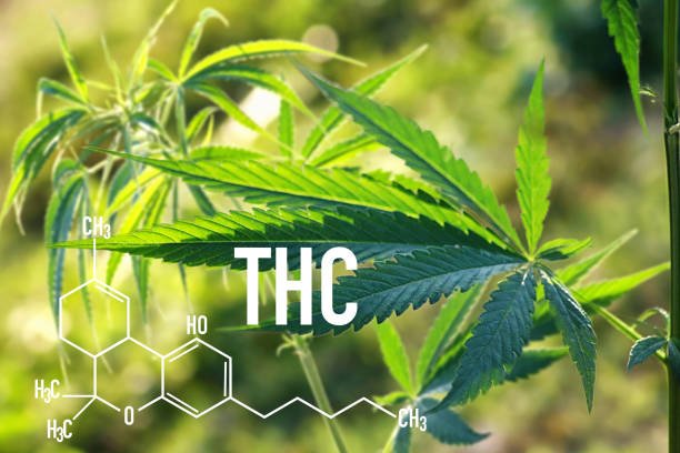 How much THCa should I use?