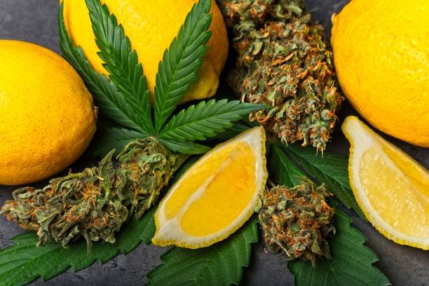 Cannabis buds and leaves arranged with fresh lemons and lemon wedges, symbolizing Limonene terpene’s citrus aroma and energizing cannabis profile.