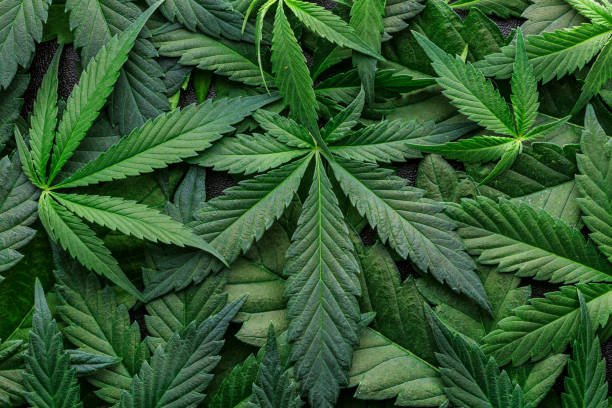 Analyze ZOYARD Terpene Profiles | Maison O Caçapo Cannabis Leaf Spectrum