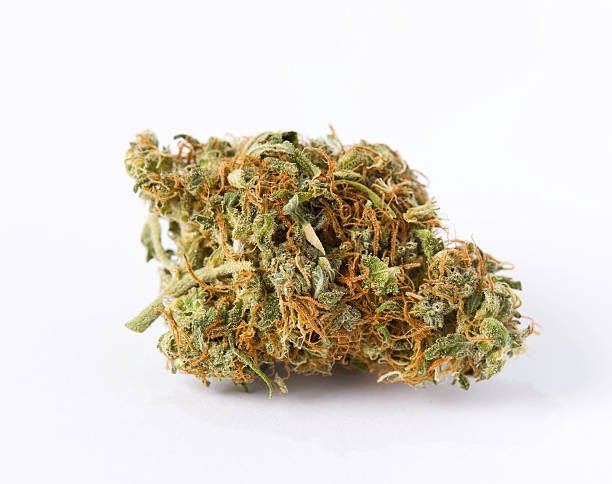 Close-up of a dense Green Zoyard cannabis bud by Maison O Caçapo, showing trichome-frosted calyxes and orange pistils, isolated on white background
Caption: Green Zoyard by Maison O Caçapo — Zkittlez BX2 genetics up close