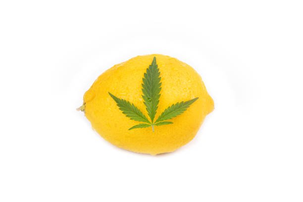 Fresh yellow lemon with a green cannabis leaf placed on top, symbolizing Limonene terpene’s citrus aroma and cannabis connection.