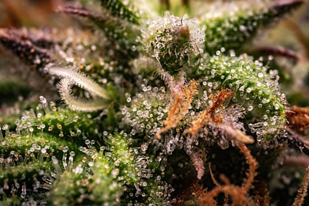 Croco (Lemon Oz × Lemon Tree) Terpene Profile | Buy Exotic Strain Online | Maison O Caçapo Herbe de Luxe Paris Fornia 2026 Guide