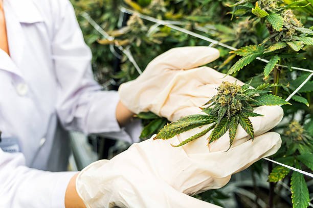 Gloved hand holding a young cannabis seedling in a hydroponic cube inside a sterile cultivation lab, symbolizing precision growth and scientific propagation