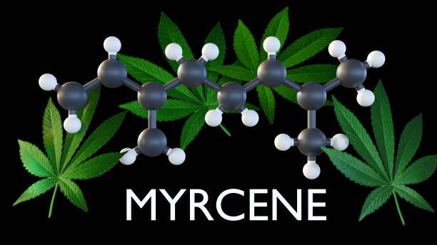 what is zelly terpenes ?