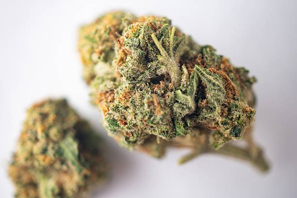 Close‑up of Croco (Lemon Oz × Lemon Tree) cannabis buds showing dense trichomes, orange pistils, and vibrant green texture under Maison O Caçapo’s Herbe de Luxe Paris‑Fornia cultivation. Premium flower representing synganic coco craftsmanship and terpene richness.