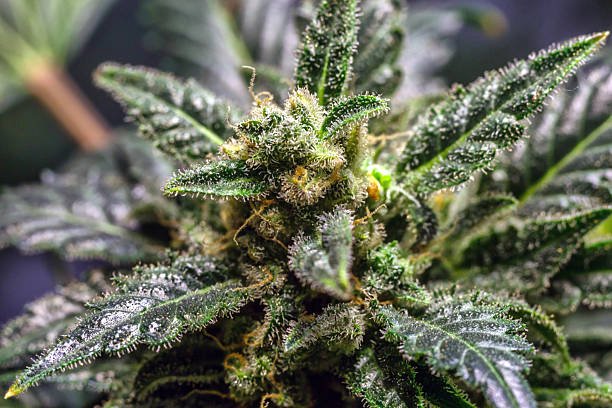 Close-up of trichome-covered cannabis flower bud on live plan