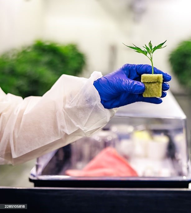 Gloved hand holding a young cannabis seedling in a hydroponic cube inside a sterile cultivation lab, symbolizing precision growth and scientific propagation