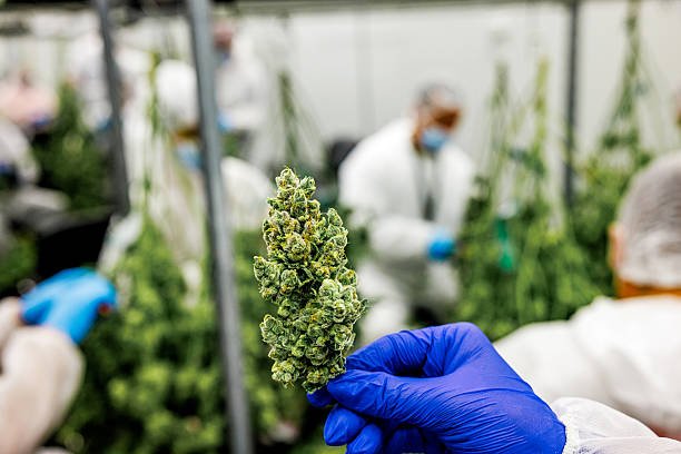 Gloved hand holding a dense cannabis bud in a sterile cultivation facility, with workers in protective suits trimming and processing plants in the background.