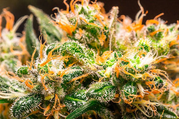 Close‑up macro of Zushi Noire cannabis buds showing dense trichomes, vibrant green leaves, and orange pistils representing the award‑winning Maison O Caçapo × The Ten Co collaboration honored at the 2026 Zalympix.