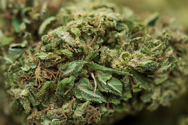 Close‑up of Zelly (Toad Venom) cannabis bud showing dense green leaves, orange pistils, and frosty trichomes.