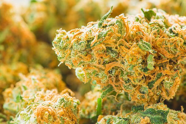 Close-up of orange-haired cannabis buds with visible trichomes