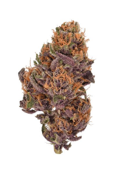 Macro studio close-up of a single Orangiela cannabis bud featuring deep purple hues, vibrant orange pistils, and a spicy funk-citrus profile designed for intense uplift, isolated against a white background.