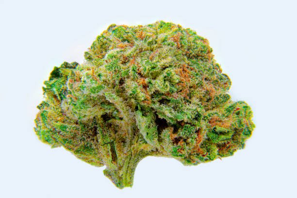 Blue Zoyard THCa: OZK × Zkittlez BX2 | Maison O Caçapo