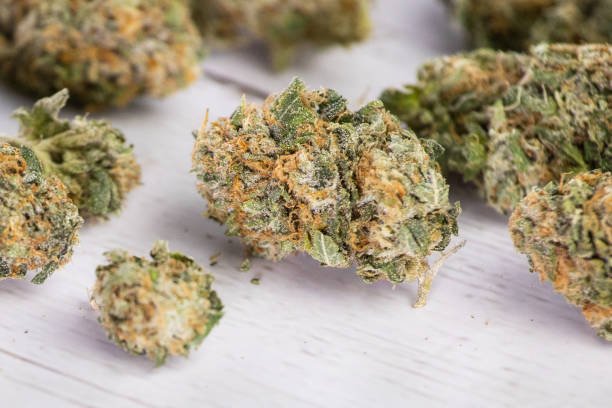 Close-up studio shot of trimmed Red Zoyard cannabis buds featuring dense green structures and amber pistils against a light background.