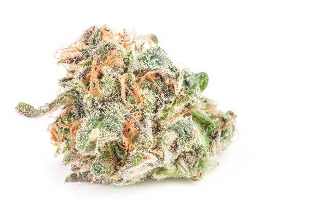 Zushi Noire Premium THCa: Blue Zushi S1 | Maison O Caçapo