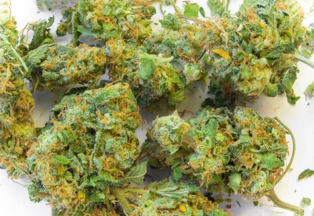 Close-up studio view of a single cured Off-White Zoyard strain cannabis flower bud with dense green tones and vibrant orange hairs, isolated against a clean white background.