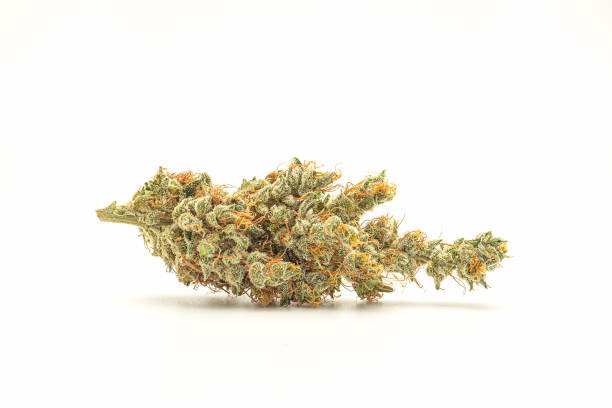 Macro studio close-up of a single Yellow Zoyard cannabis bud featuring a vibrant, bright tropical fruit profile, isolated against a white background.