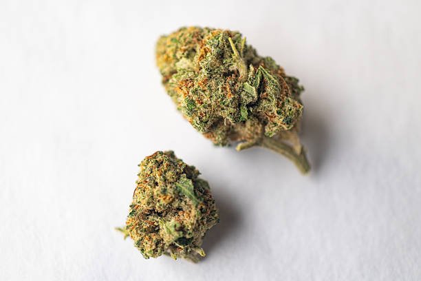 Close-up studio view of two cured Pink Zoyard strain cannabis flower buds, one with a stem, isolated against a clean white background.