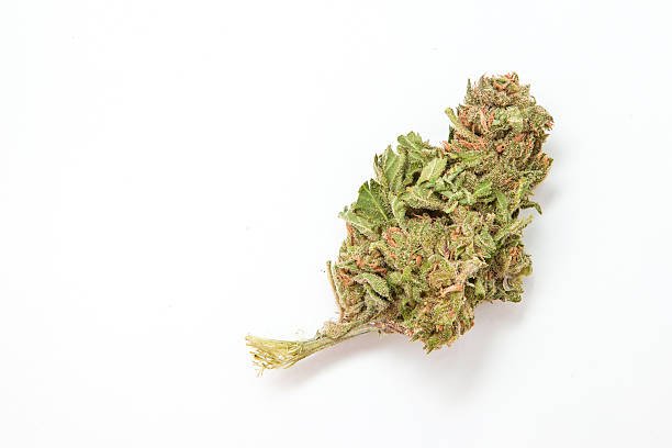 Close-up macro photograph of a dense, trichome-covered Zelly THCa flower nug on a seamless white background by Maison O Caçapo