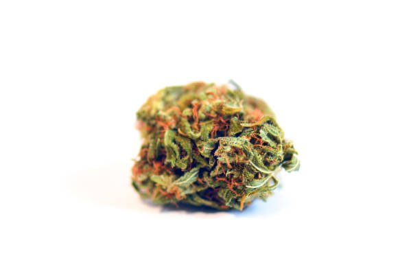 Close-up studio view of a single cured Off-White Zoyard strain cannabis flower bud with dense green tones and vibrant orange hairs, isolated against a clean white background.