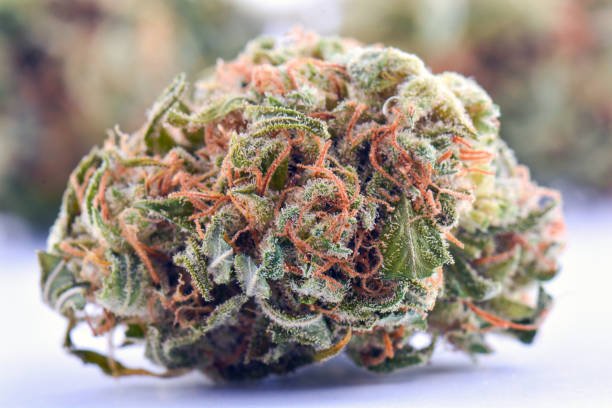 Macro studio close-up of a single Green Zoyard couture cannabis bud featuring frosted trichomes, vibrant orange pistils, and a bright herbal profile, isolated against a light background.