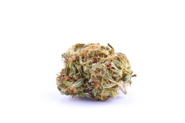 Zelly THCa: Toad Venom | Maison O Caçapo