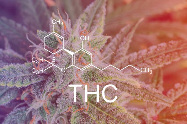 Zelly Premium THCa Strain Review & Allocation Guide | Maison O Caçapo
